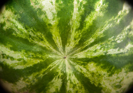 Watermelon rind and stripes, close up of watermelon rind with stripes