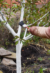 Gardener hand whitewashing fruit tree. White color prevents the bark from heating too much under the spring sun and this prevents its cracking