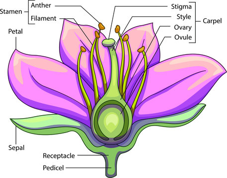 Vector illustration of schematic longitudinal section of a flower with labeled parts.