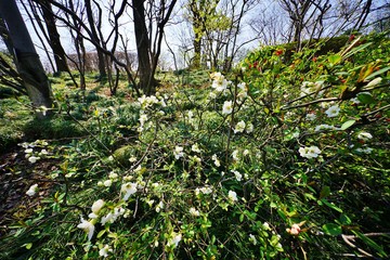 Fototapete bei efototapeten.de bestellen   