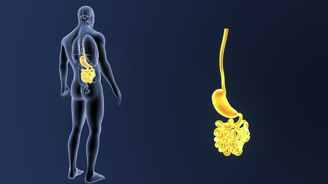 Stomach and Small Intestine zoom with Organs