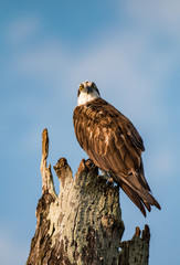 Osprey