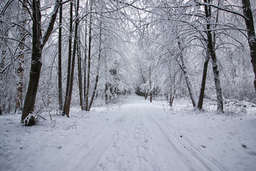 winter forest covered snow