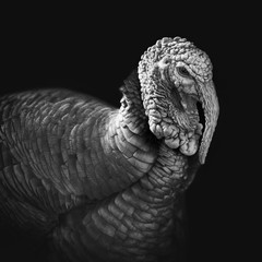Dinde portrait