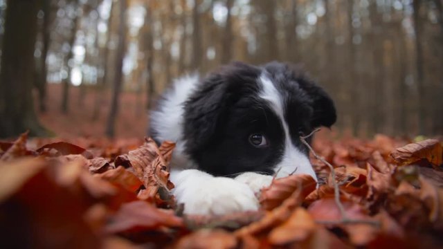 puppy border collie lying in autumn leaves