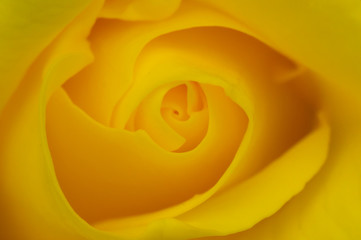 Macro Rose Jaune