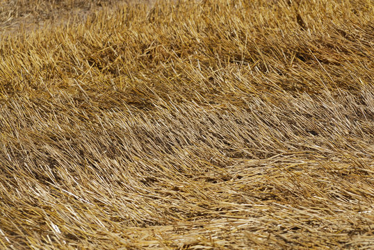 Apr&egrave;s la moisson