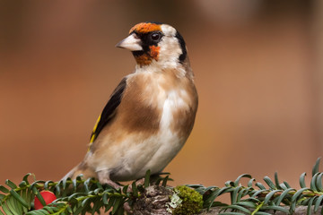 European goldfinch bird close up