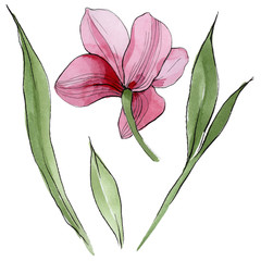 Wildflower orchid flower in a watercolor style isolated. Full name of the plant: orchid. Aquarelle wild flower for background, texture, wrapper pattern, frame or border.