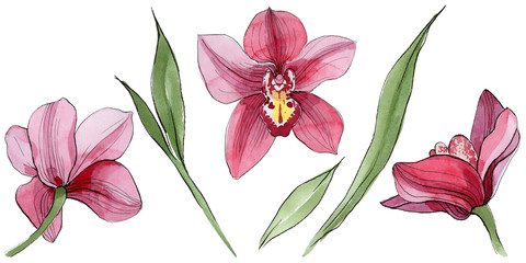 Wildflower orchid flower in a watercolor style isolated. Full name of the plant: orchid. Aquarelle wild flower for background, texture, wrapper pattern, frame or border.