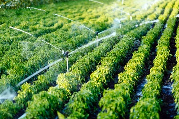 Muurstickers Irrigation system in function © NDABCREATIVITY