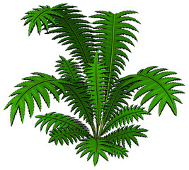Palm. Tropical plants and herbs. Vector.