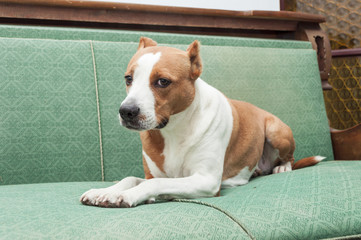 terrier dog resting indoor antic sofa room