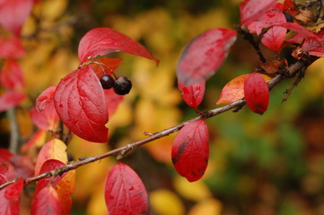 Branch with bright red autumn leaves and black berries