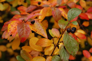 Branches with bright multicolored autumn leaves and black berries