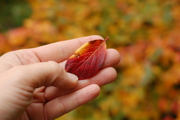 Bright red autumn leaf on the hand