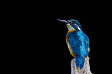 Eisvogel
