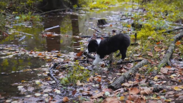 puppy border collie, autumn in the forest