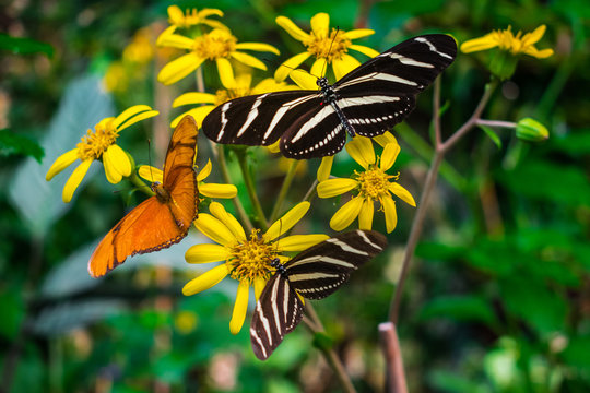 Heliconius Charithonia and Dryas iulia, zebra longwing butterfly and julia butterfly