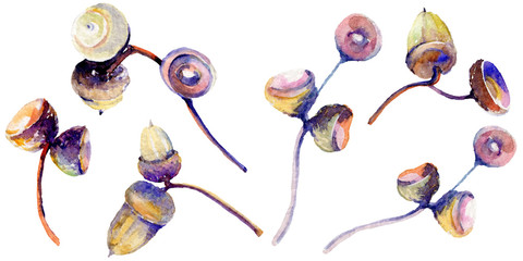 Forest acorn in a hand drawn watercolor style isolated. Aquarelle acorn for background, texture, wrapper pattern, frame or border.