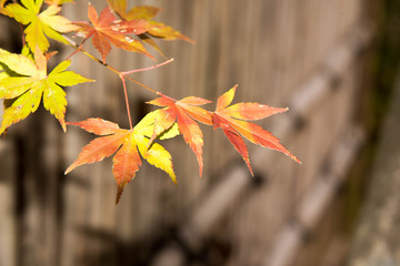 自然　紅葉のある風景