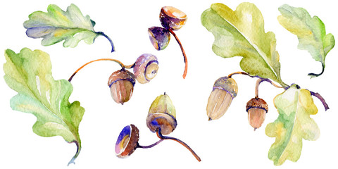 Forest acorn in a hand drawn watercolor style isolated. Aquarelle acorn for background, texture, wrapper pattern, frame or border. © yanushkov