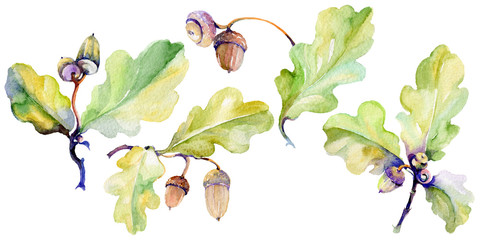 Forest acorn in a hand drawn watercolor style isolated. Aquarelle acorn for background, texture, wrapper pattern, frame or border. © yanushkov