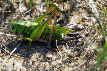 grasshopper
