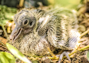 Turtledove