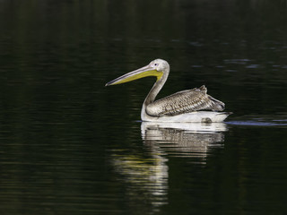  White Pelican Swimming in Green Water
