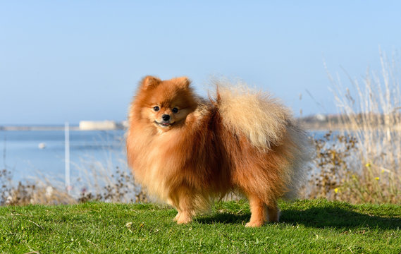 Furry red-haired dog on a bright sunny day against the background of the sea stands on green grass.
