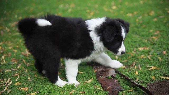 little puppy border collie on a green lawn