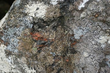 Lichen-covered rough stone background