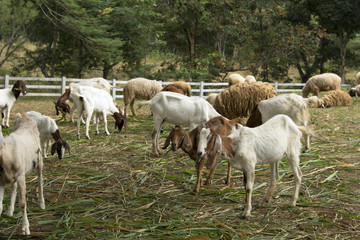 Obraz premium Goats in farm.