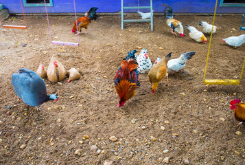 Chickens are many species both males and females are now foragin