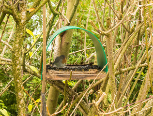 A european robin stands inside a feeding station in a garden