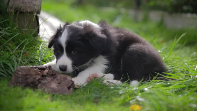 little puppy border collie on a green lawn