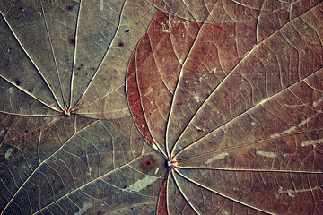 Old dried leaves with visible veins and specks, natural abstract background, color toned.