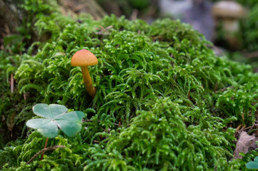 Tiny mushroom and clover growing amid moss