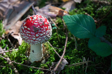 Poisonous red mushroom on the forest floor