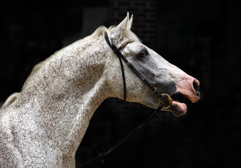 Andalusian Horse, portrait of stallion with harnass against a dark background