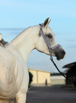 Arabian Horse. Gray stallion in a farm. Egypt