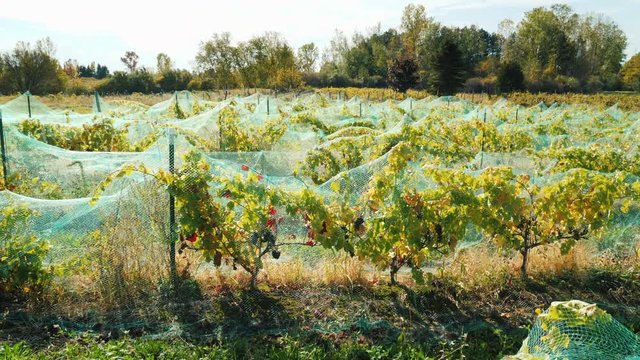 Vineyard with ripe red grapes. Covered with a bird protection net