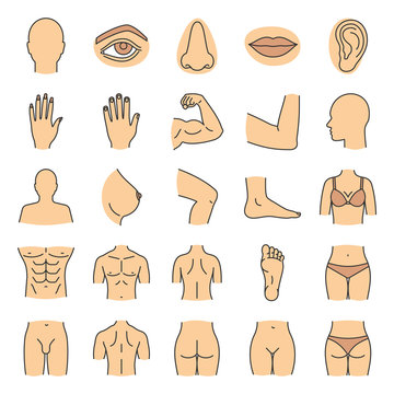 Human body parts color icons set