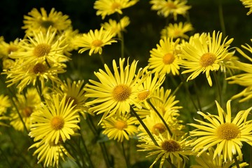 Even on a bleak day there are flowers that resemble a nice sunny day.