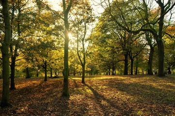 An image of a colourful Autumn landscape.