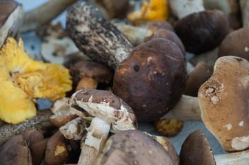 Different typed of edible mushrooms laid out on a paper towel