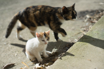 Obraz premium cat & kitty