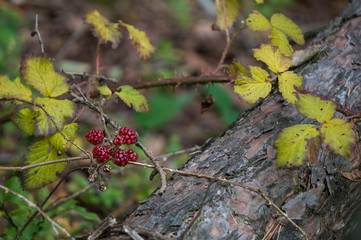 Berries growing in late autumn (blackberry)