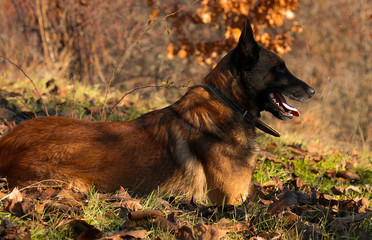 Belgian Shepherd malinois